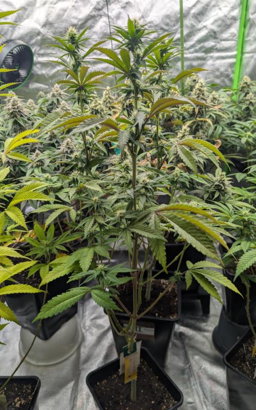 More Banana. Week 4 - #2