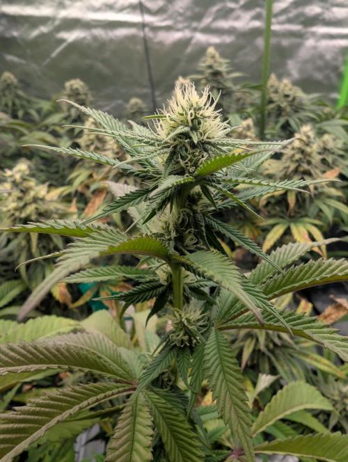 More Banana. Week 4 - #2