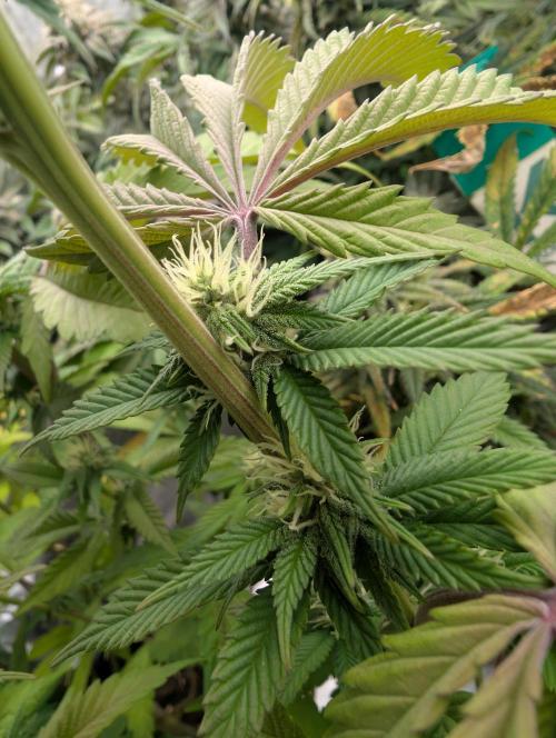 More Banana. Week 4 - #2