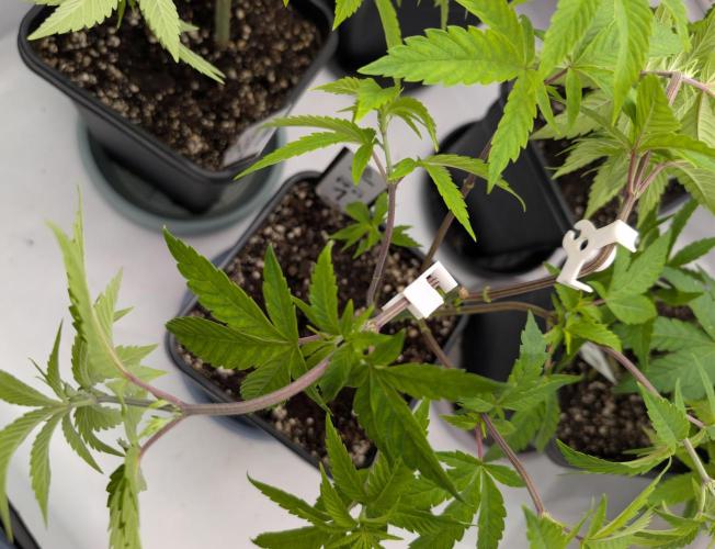 Chase the pie. Week 10 - #1