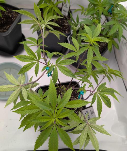 Chase the pie. Week 10 - #2