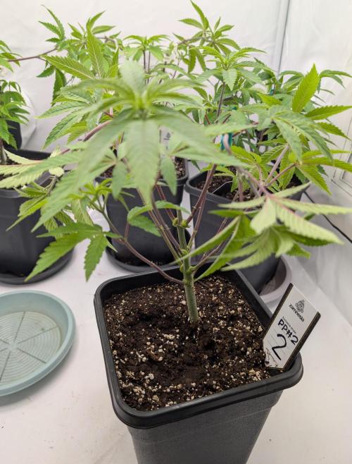 Chase the pie. Week 10 - #2