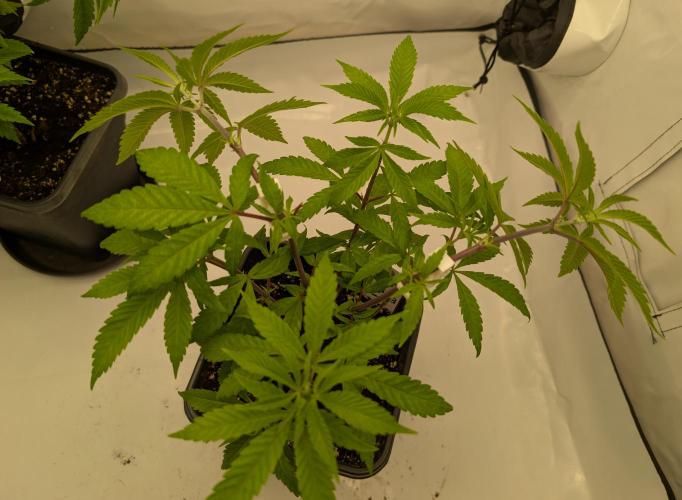 Chase the pie. Week 10 - #3