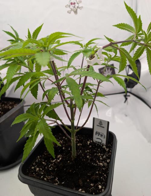 Chase the pie. Week 10 - #3