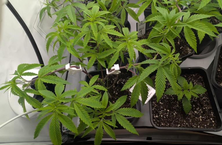 Chase the pie. Week 10 - #4