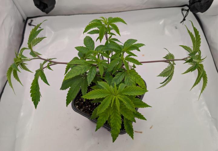 Chase the pie. Week 10 - #5