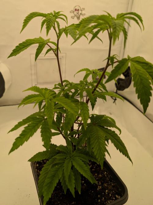 Chase the pie. Week 10 - #5