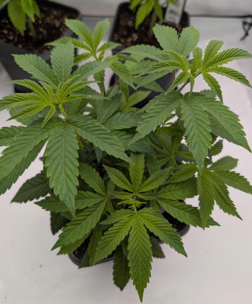 Chase the pie. Week 10 - #6 strongest sidebranching and thick stem