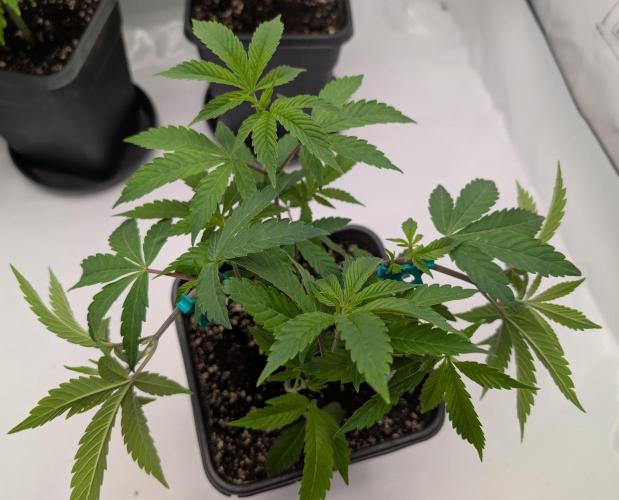 Chase the pie. Week 10 - #6