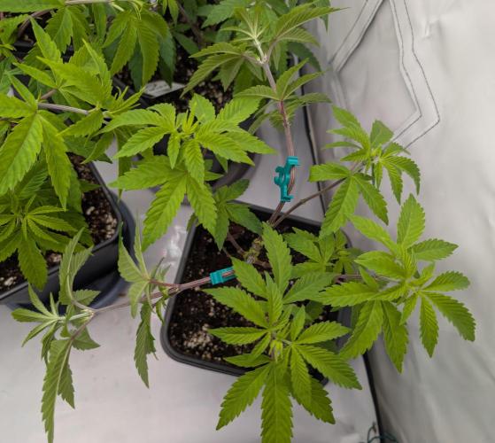 Chase the pie. Week 10 - #7