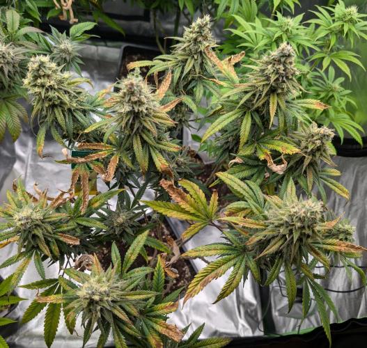 Tiramisu #2. Week 16