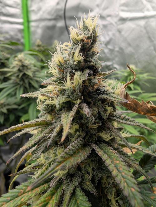 Tiramisu #2. Week 16