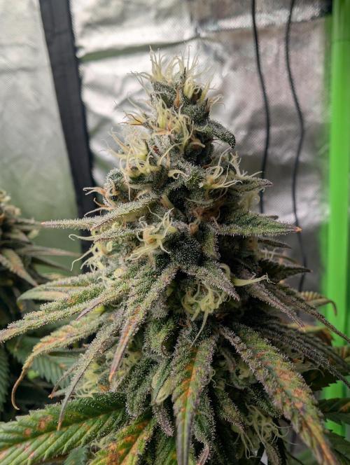 Tiramisu #2. Week 16