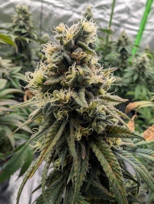 Tiramisu #2. Week 16