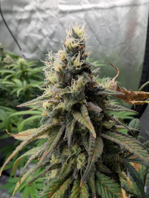 Tiramisu #2. Week 16