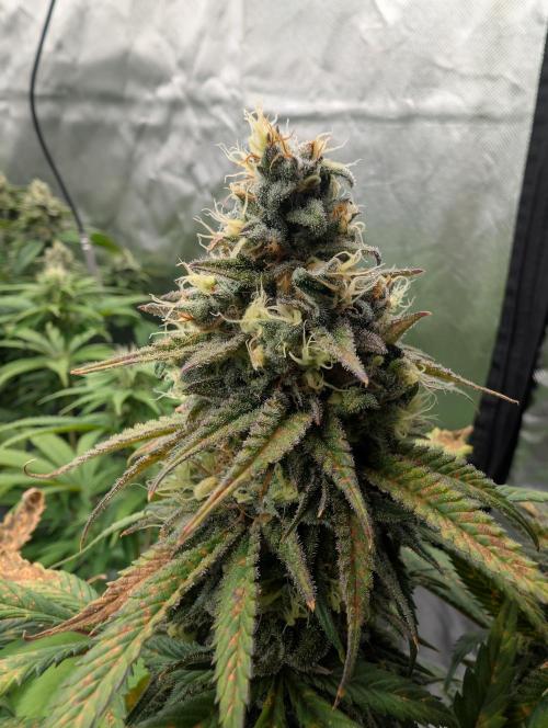 Tiramisu #2. Week 16