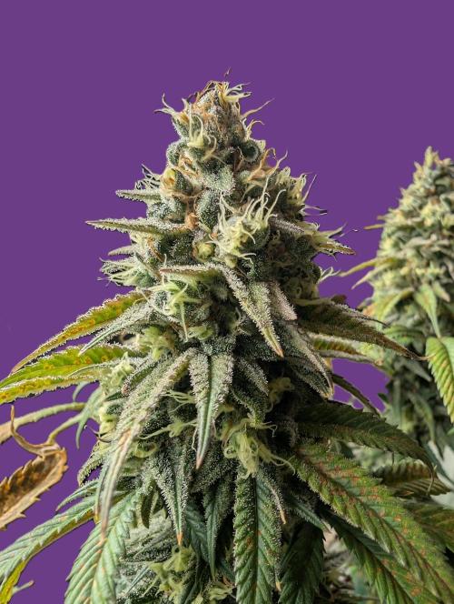 Tiramisu #2. Week 16