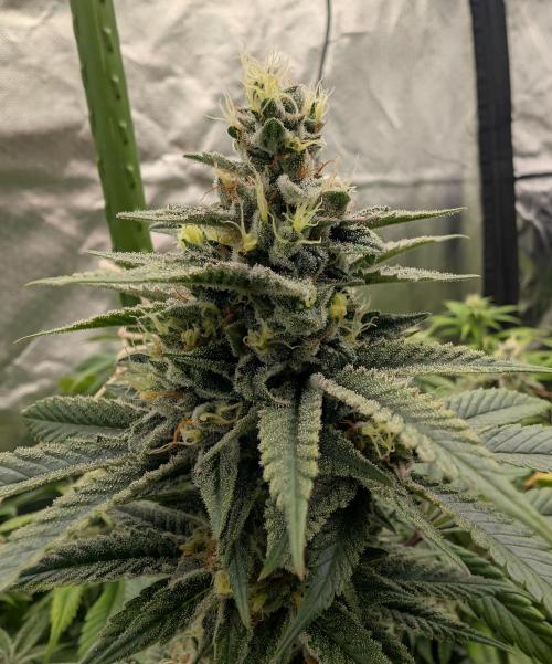 here we go again. Week 9