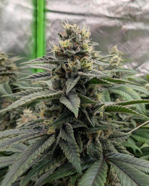 here we go again. Week 9