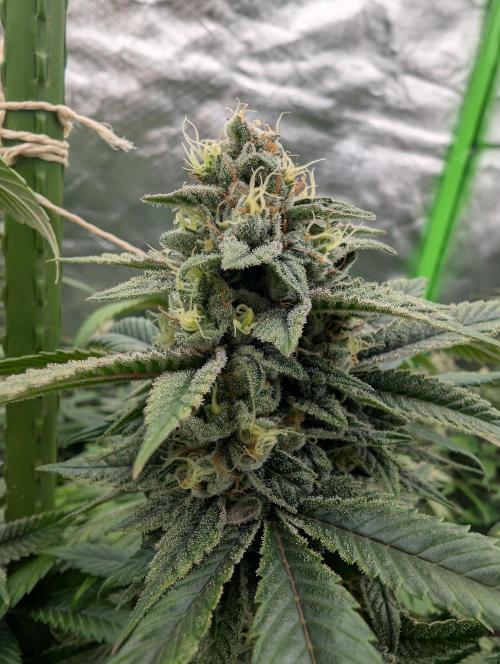 here we go again. Week 9