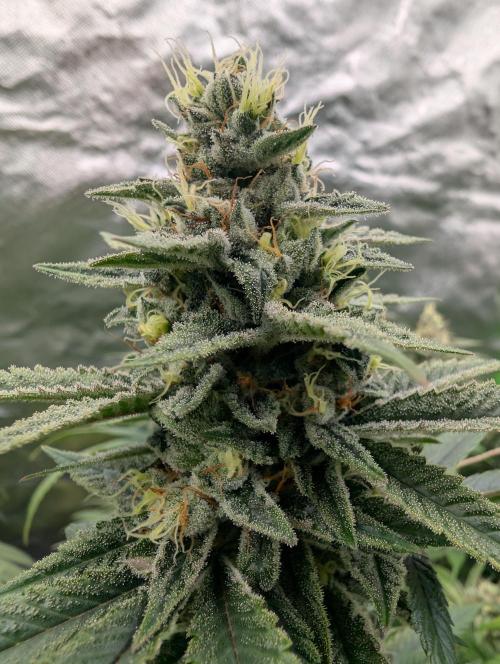 here we go again. Week 9