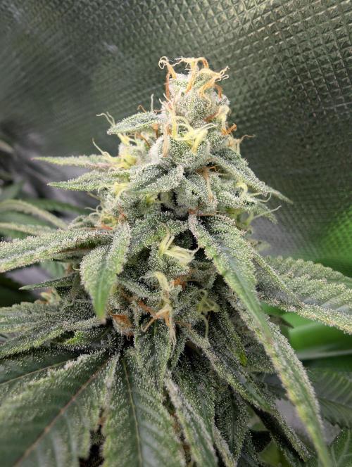 here we go again. Week 9