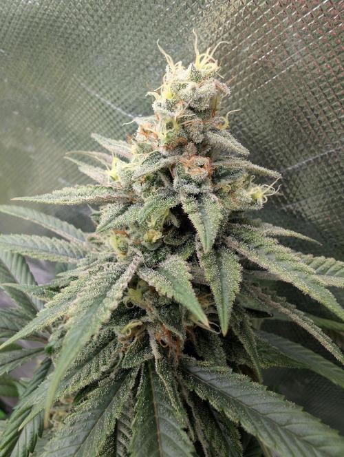 here we go again. Week 9