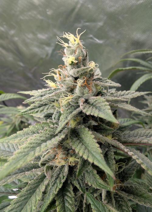 here we go again. Week 9