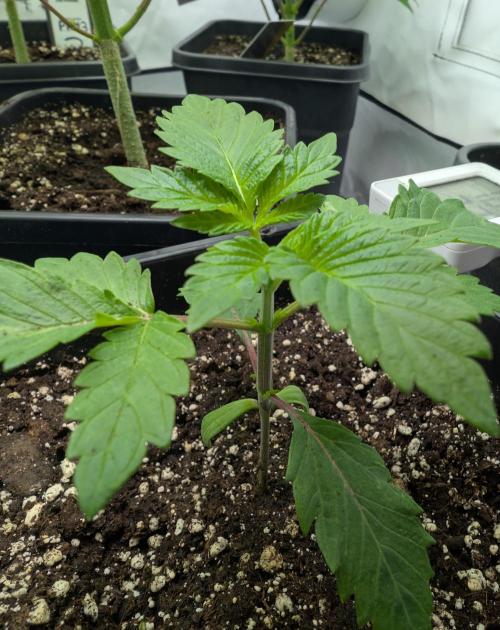 2026 to the Eternity. Week 2