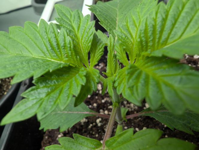 2026 to the Eternity. Week 2