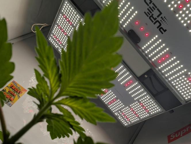 2026 to the Eternity. Week 2