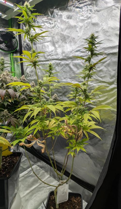 More Banana. Week 5 - #1