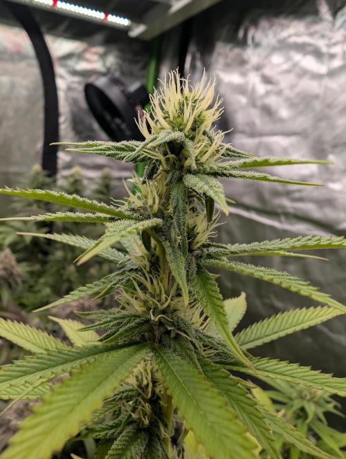 More Banana. Week 5 - #1