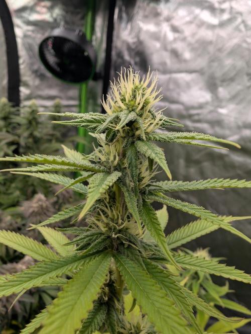 More Banana. Week 5 - #1