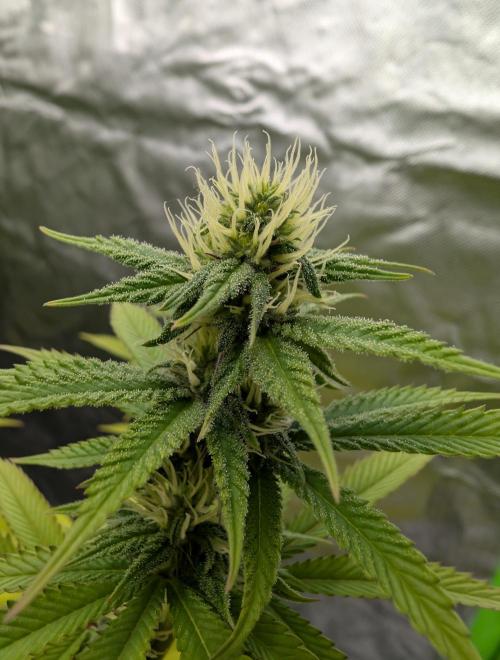 More Banana. Week 5 - #1