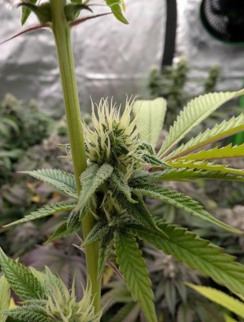More Banana. Week 5 - #1
