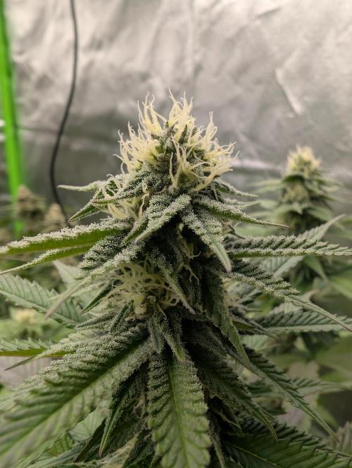 More Banana. Week 5 - #2