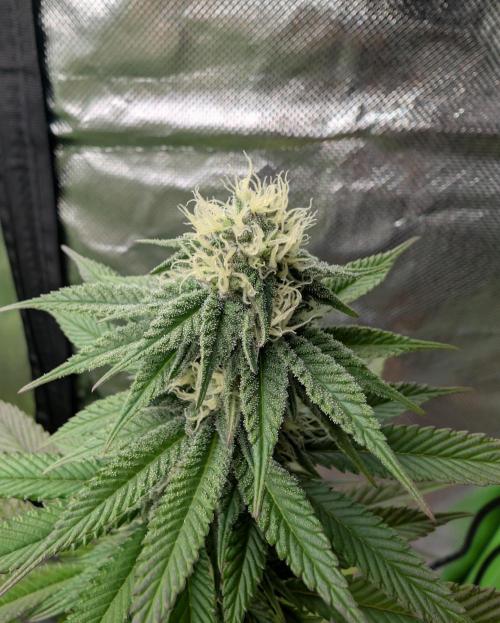 More Banana. Week 5 - #2