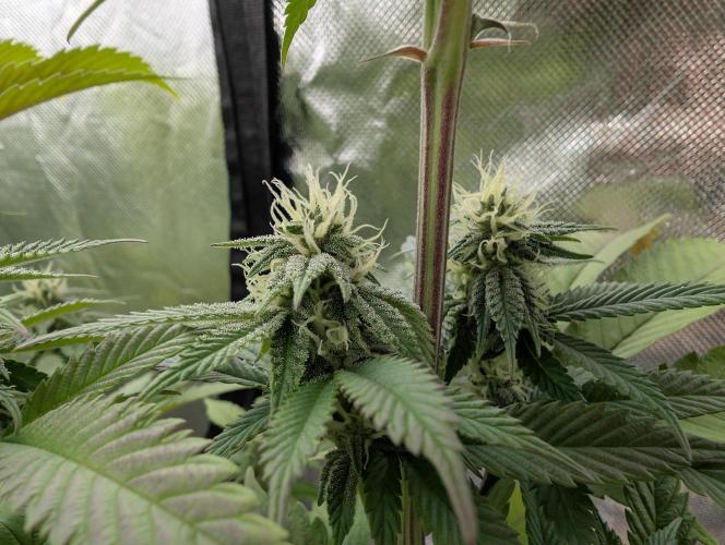 More Banana. Week 5 - #2