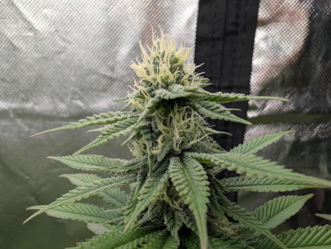 More Banana. Week 5 - #2