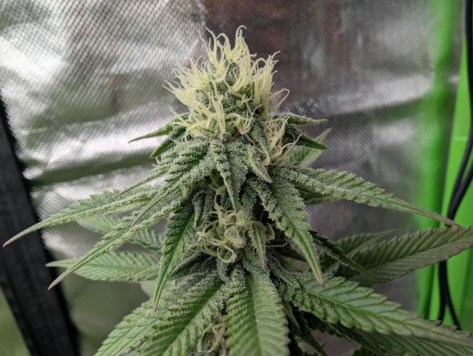 More Banana. Week 5 - #2