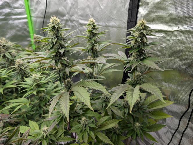 More Banana. Week 5 - #2