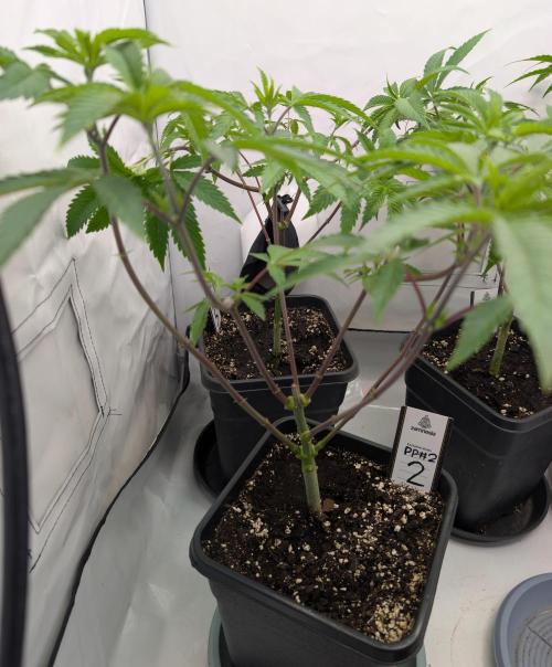 Chase the pie. Week 11 - #2