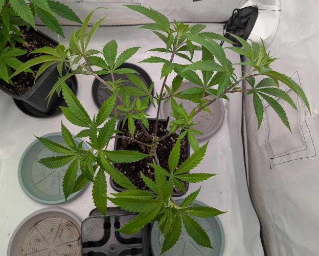 Chase the pie. Week 11 - #3