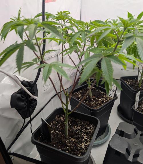 Chase the pie. Week 11 - #4