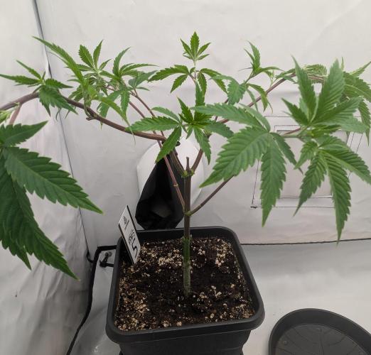 Chase the pie. Week 11 - #5