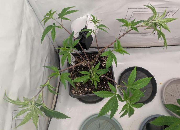 Chase the pie. Week 11 - #5