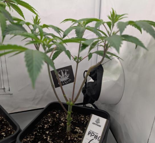 Chase the pie. Week 11 - #6