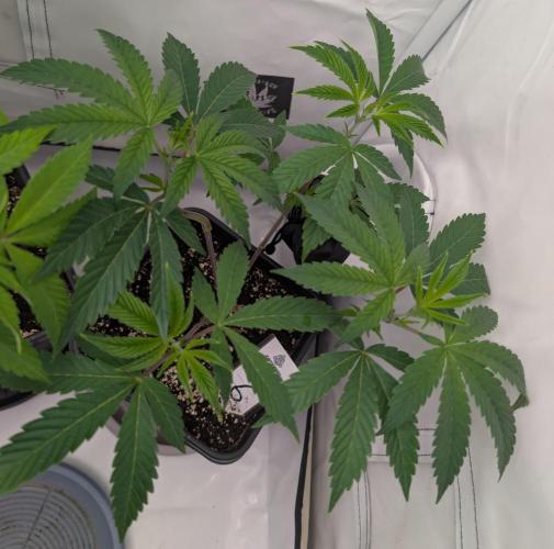 Chase the pie. Week 11 - #6