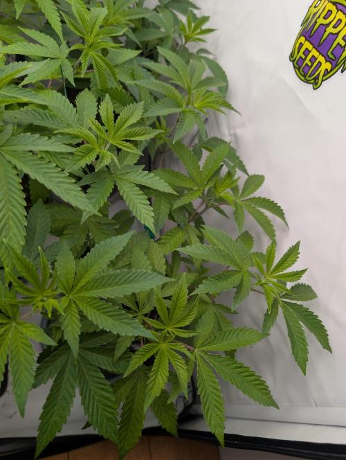 Chase the pie. Week 11 - #7